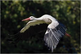 <p>ČÁP BÍLÝ (Ciconia ciconia) ----- White stork – Weißstorch</p>